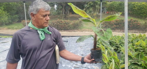 Formosana 218 planting process