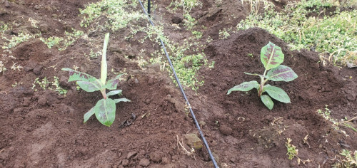 Field preparations for Formosana 218