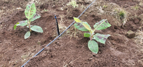 Young Formosana 218 plants