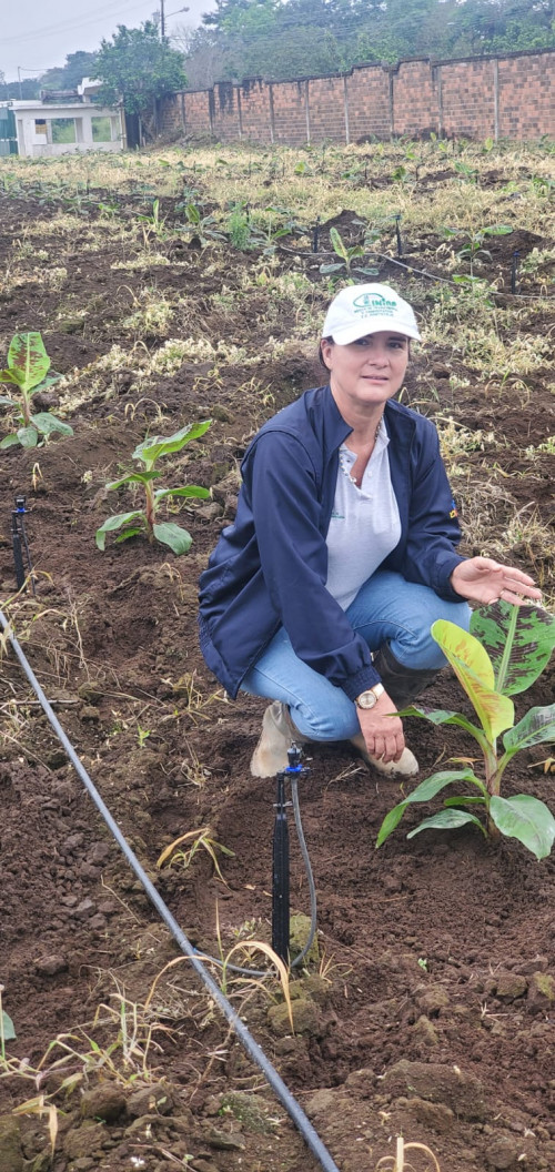 Formosana 218 field inspection